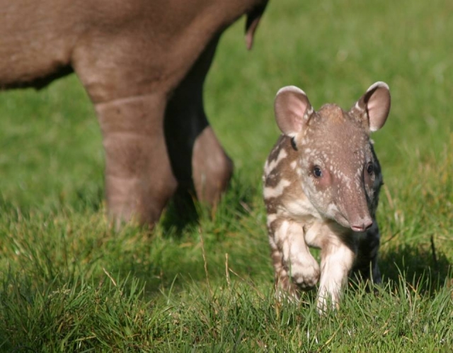 Mar Lil´Ron the Brazilian Tapir.jpg